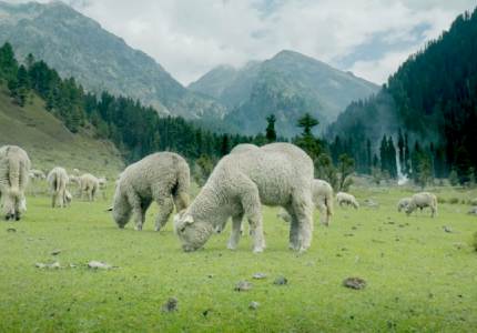 Full Kashmir Road Journey from Chandigarh