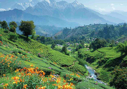 Palampur Taxi