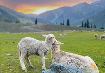 Gulmarg, Sonmarg & Pahalgam Explorer – 9-Day Kashmir Trip
